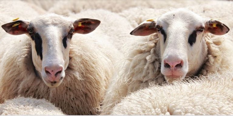 isolation combles laine mouton